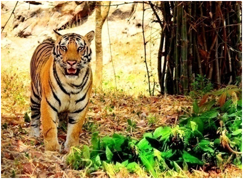 Travel To Learn - BANNERGHATTA NATIONAL PARK & BUTTERFLY PARK